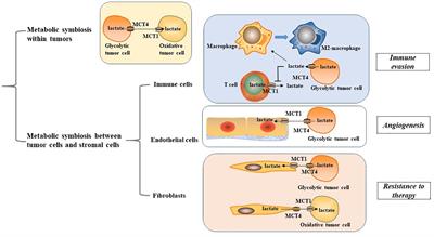 Role of Proton-Coupled Monocarboxylate Transporters in Cancer: From Metabolic Crosstalk to Therapeutic Potential